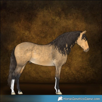 Horse Color:Buckskin Dun 