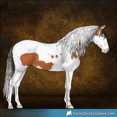 Horse Color:Bay Splash Tobiano 