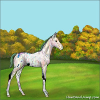 Horse Color:Nacre Watercolor White Spotted Buckskin Ice Tobiano
