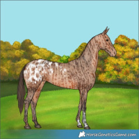 Horse Color:Bay Appaloosa  and Amber Champagne Appaloosa 