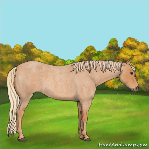 Horse Color:Red Roan 