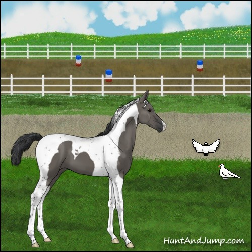 Horse Color:Grullo Tobiano 