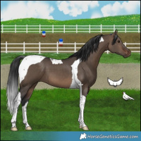 Horse Color:Brown Dun Tobiano 