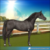 Horse Color:Liver Chestnut