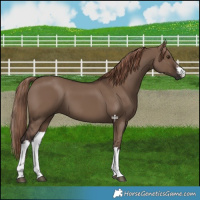 Horse Color:White Spotted Liver Red Dun 