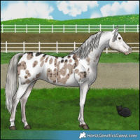 Horse Color:Liver Red Dun Mushroom Appaloosa Brindle