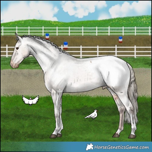 Horse Color:Liver Red Dun Tobiano Appaloosa Rabicano Brindle