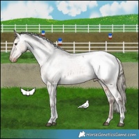 Horse Color:Liver Red Dun Tobiano Snowcap Rabicano Brindle 
