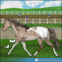 Horse Color:Liver Red Dun Tobiano Appaloosa Rabicano Brindle 