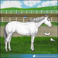 Horse Color:Liver Red Dun Ice Tobiano Appaloosa Brindle 
