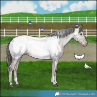 Horse Color:Liver Red Dun Ice Tobiano Appaloosa Brindle 