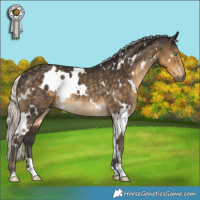 Horse Color:White Spotted Silver Smoky Black Rabicano 