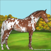Horse Color:White Spotted Silver Black Appaloosa 