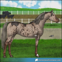 Horse Color:Liver Red Dun Mushroom Brindle 