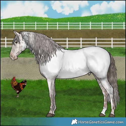 Horse Color:White Spotted Liver Red Dun Ice Appaloosa Brindle 
