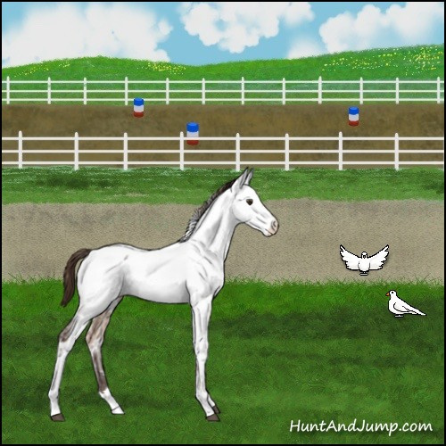 Horse Color:White Spotted Liver Red Dun Ice Appaloosa Rabicano Brindle 