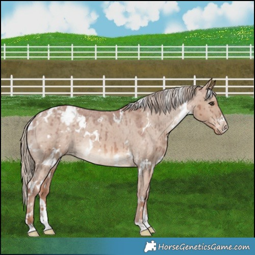 Horse Color:White Spotted Red Dun Appaloosa Brindle 