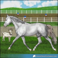 Horse Color:Red Dun Tobiano Near Fewspot Rabicano Brindle