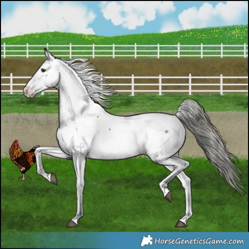 Horse Color:Liver Red Dun Mushroom Appaloosa Brindle 