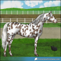 Horse Color:Liver Red Dun Mushroom Near Leopard Brindle 
