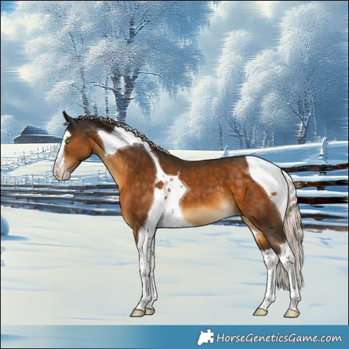 Horse Color:Chocolate Palomino Splash Tobiano Appaloosa 