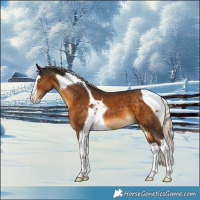 Horse Color:Chocolate Palomino Splash Tobiano Appaloosa 