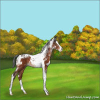 Horse Color:White Spotted Brown Splash Tobiano Rabicano 