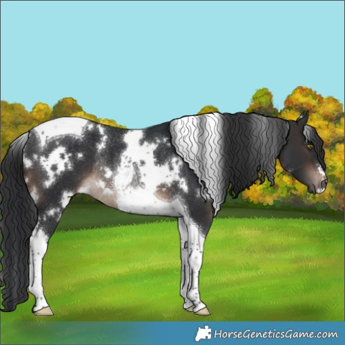 Horse Color:White Spotted Brown Tobiano Rabicano 