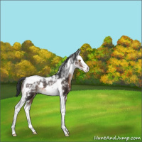 Horse Color:White Spotted Brown Splash Tobiano Rabicano