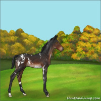 Horse Color:White Spotted Brown 