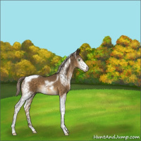 Horse Color:White Spotted Chocolate Palomino Tobiano 