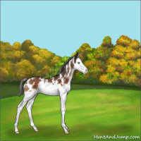 Horse Color:White Spotted Buckskin Splash 