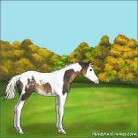 Horse Color:Silver Smoky Black Splash Tobiano Snowcap 
