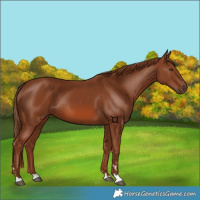 Horse Color:Chestnut 