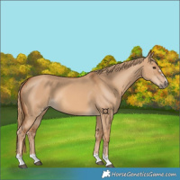 Horse Color:Red Dun 