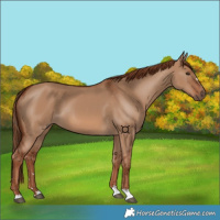 Horse Color:Red Dun 