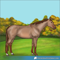 Horse Color:Red Dun 