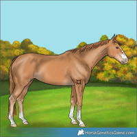 Horse Color:Chestnut 