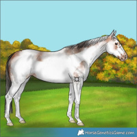 Horse Color:White Spotted Bay Sabino Frame 