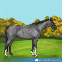 Horse Color:Blue Roan Tobiano 