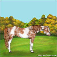 Horse Color:White Spotted Chestnut Sabino Frame 