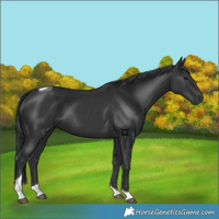 Horse Color:Black Tobiano 