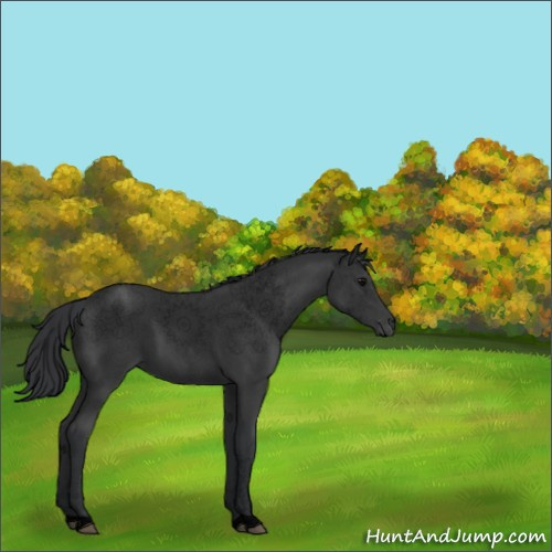 Horse Color:Void Blue Roan 