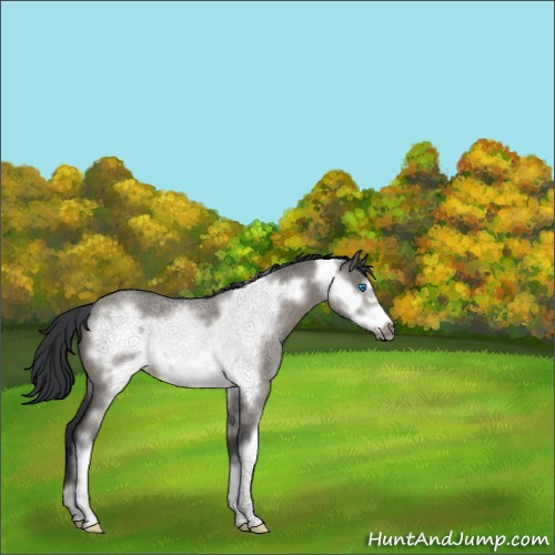 Horse Color:Platinum Grullo Roan Sabino Frame 