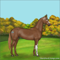 Horse Color:Gray Chestnut 