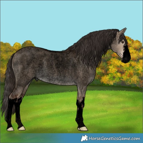 Horse Color:Void White Spotted Liver Red Dun Roan Rabicano 