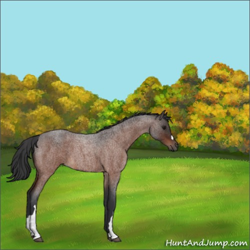 Horse Color:Bay Roan 