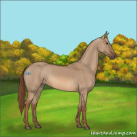 Horse Color:Red Dun 