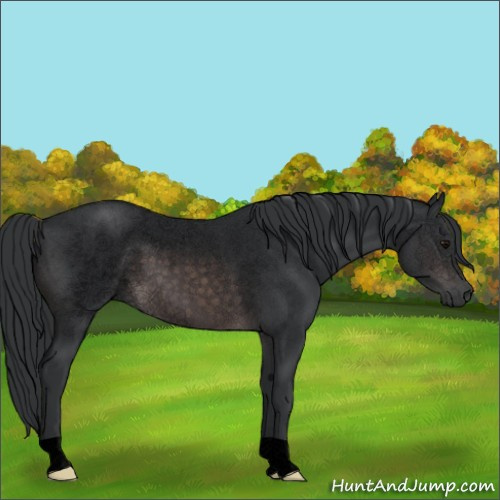 Horse Color:Void Platinum Brown Roan Rabicano 