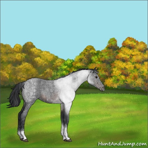 Horse Color:Brown Roan Tobiano 